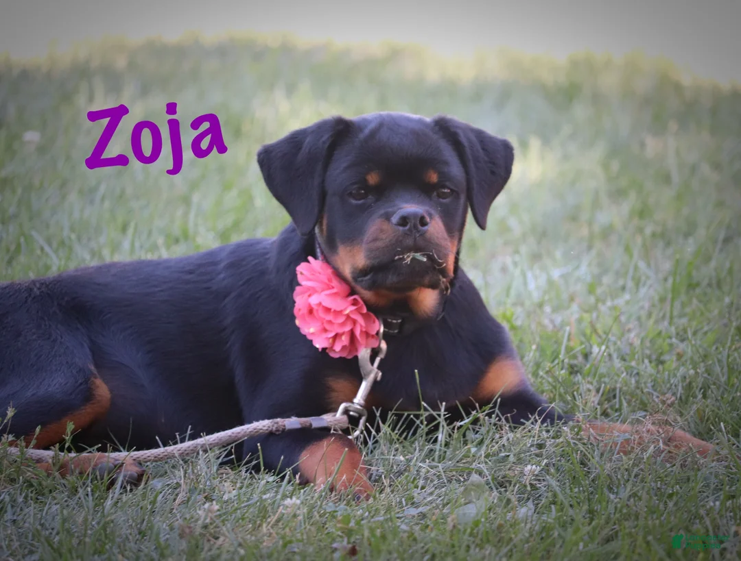 Rottweiler dogs for sale: Zoja - Ad 4