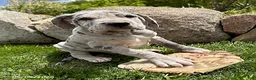 Great Dane dogs for sale: Tate - Ad 2