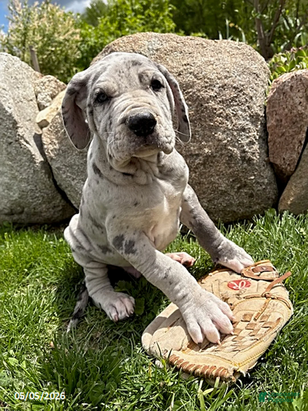 Great Dane dogs for sale: Tate - Ad 2