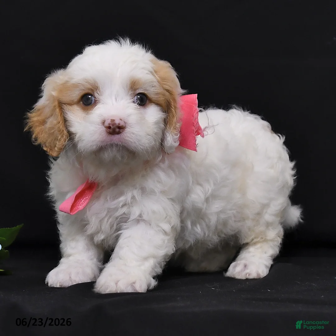 Cavapoo dogs for sale: Natalie - Ad 2