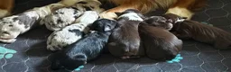 Miniature Australian Shepherd dogs for sale: Eleanor Roosevelt - Ad 2