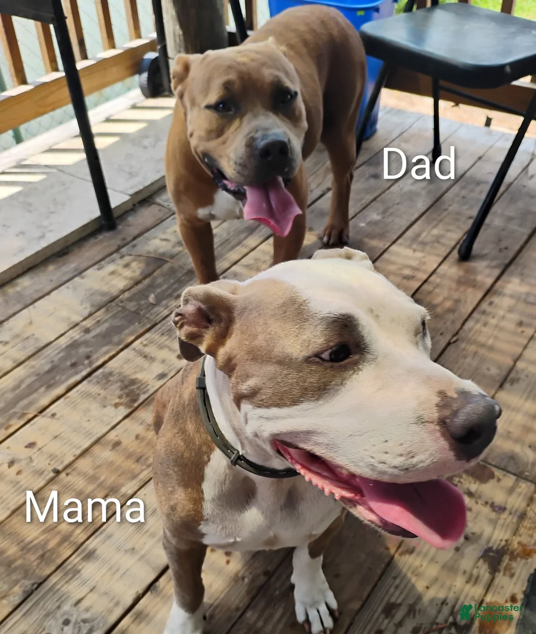 American Pit Bull Terrier dogs for sale: American Pit Bull Terrier 2 - Ad 6