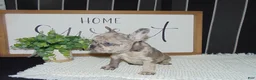 French Bulldog dogs for sale: Tyler - Ad 10