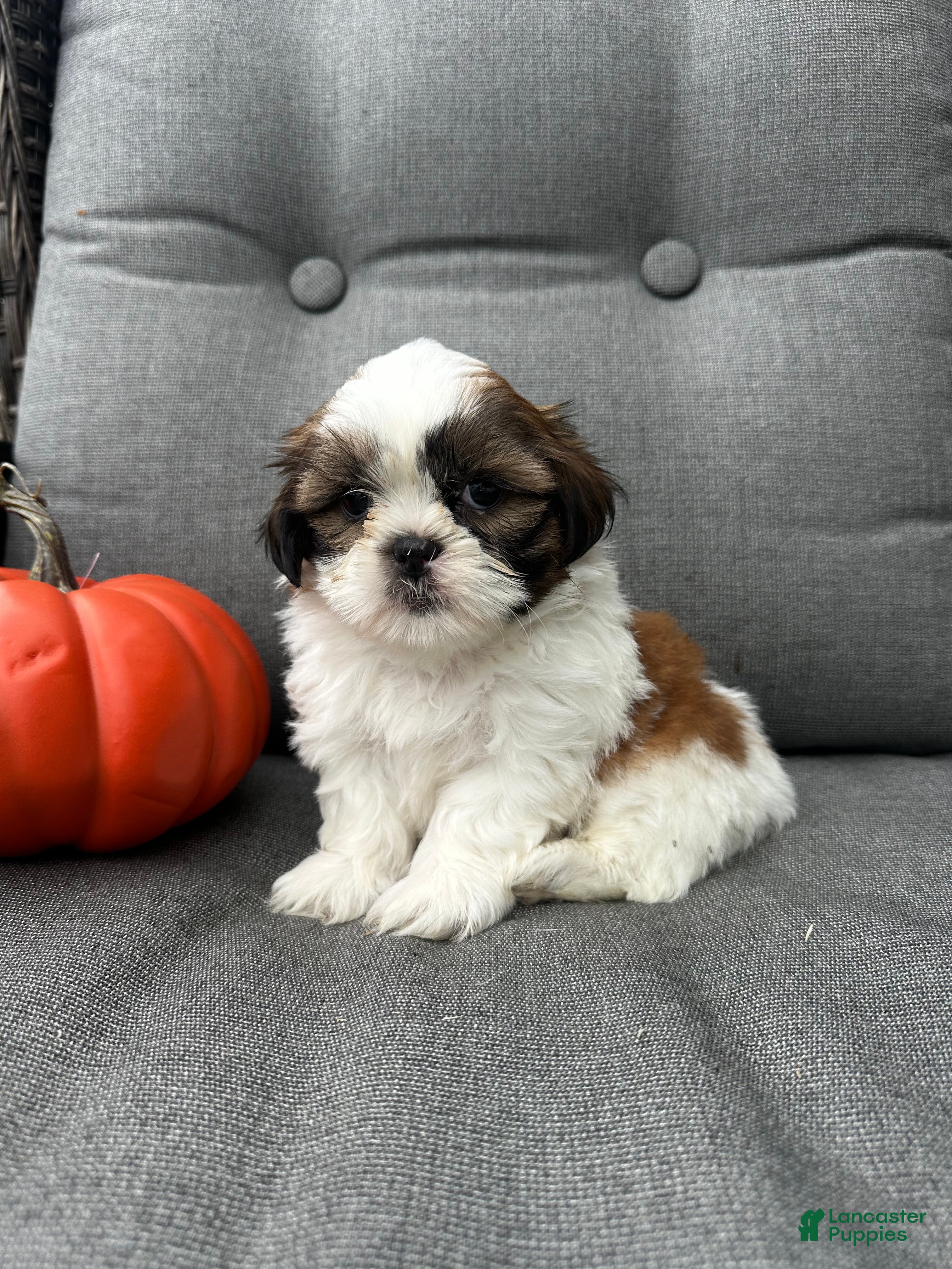 Shih Tzu dogs Bella - Ad 1