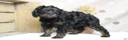 Toy Poodle dogs for sale: Pandora  - Ad 7