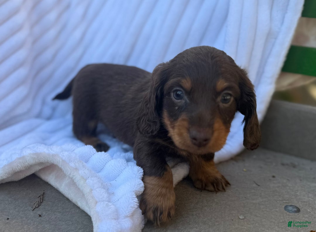 Miniature Dachshund dogs for sale: Frisky - Ad 7