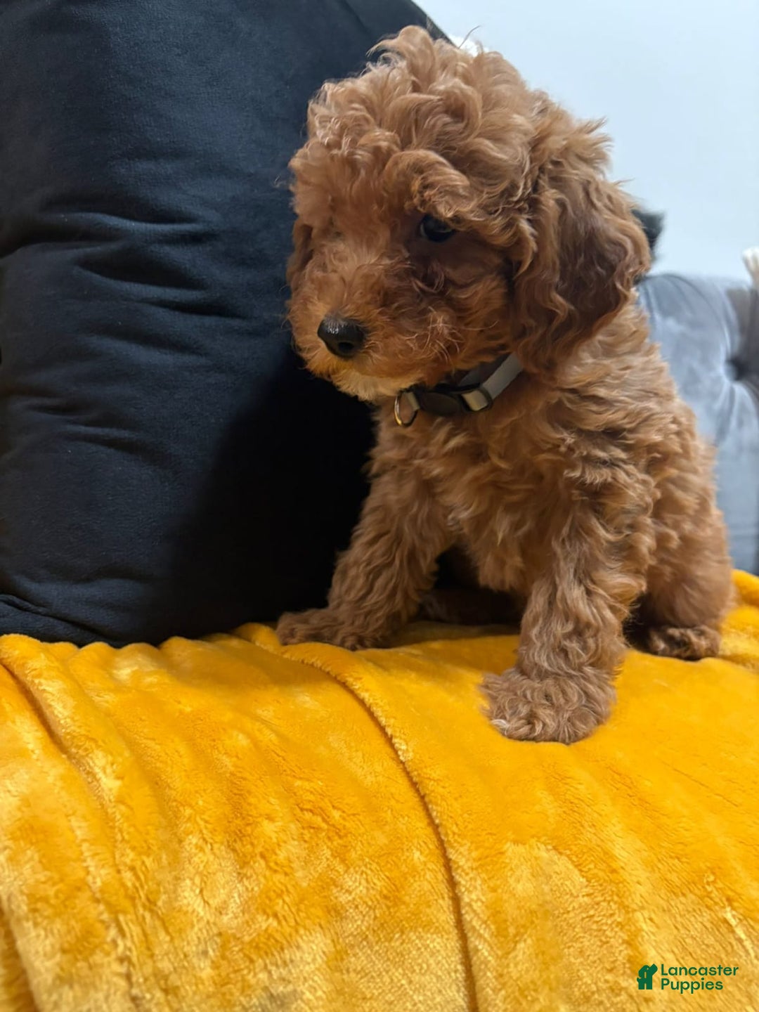 Gallery Image {{count}}