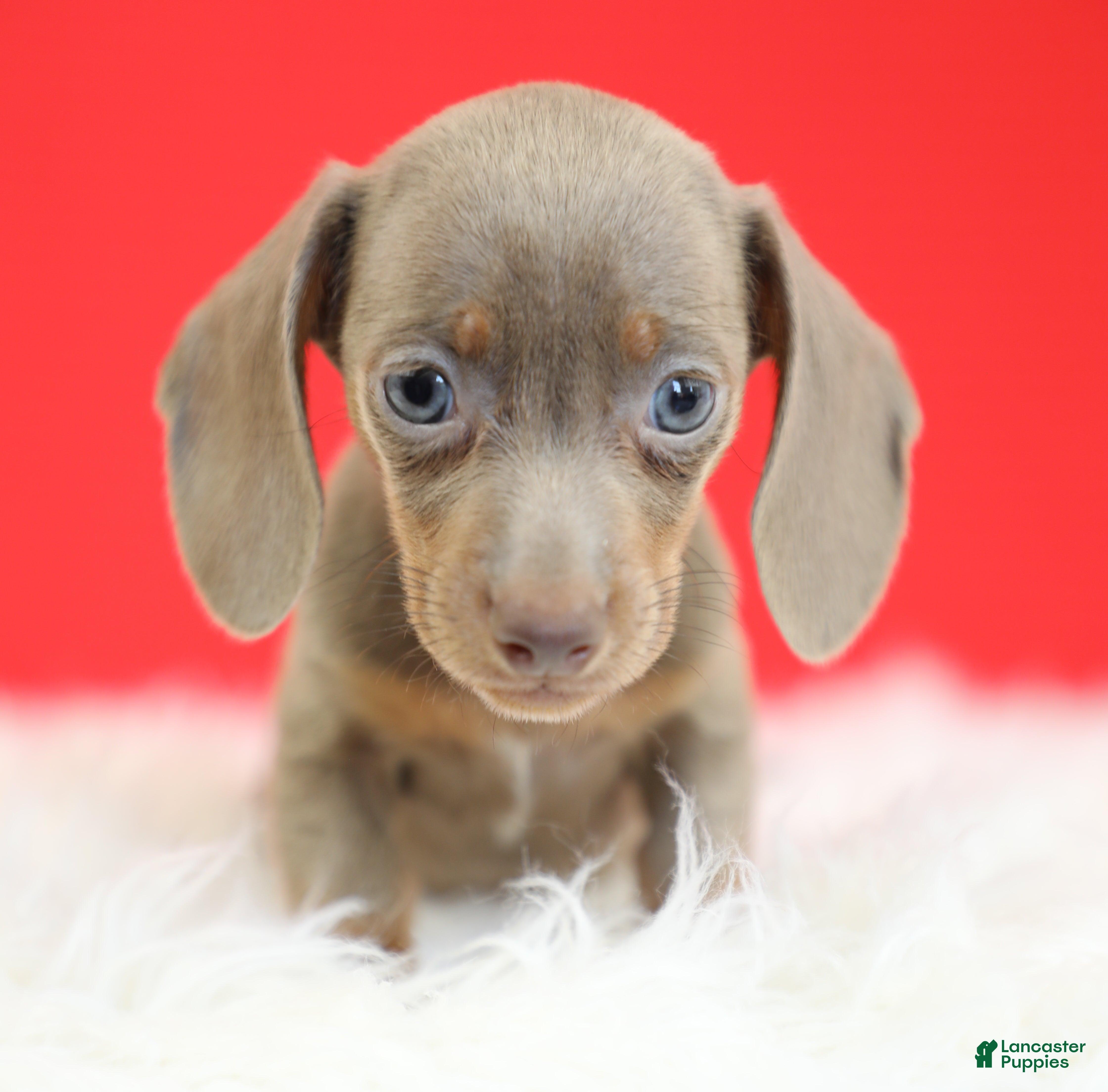 Dachshund dogs Estelle ✨ - Ad 2