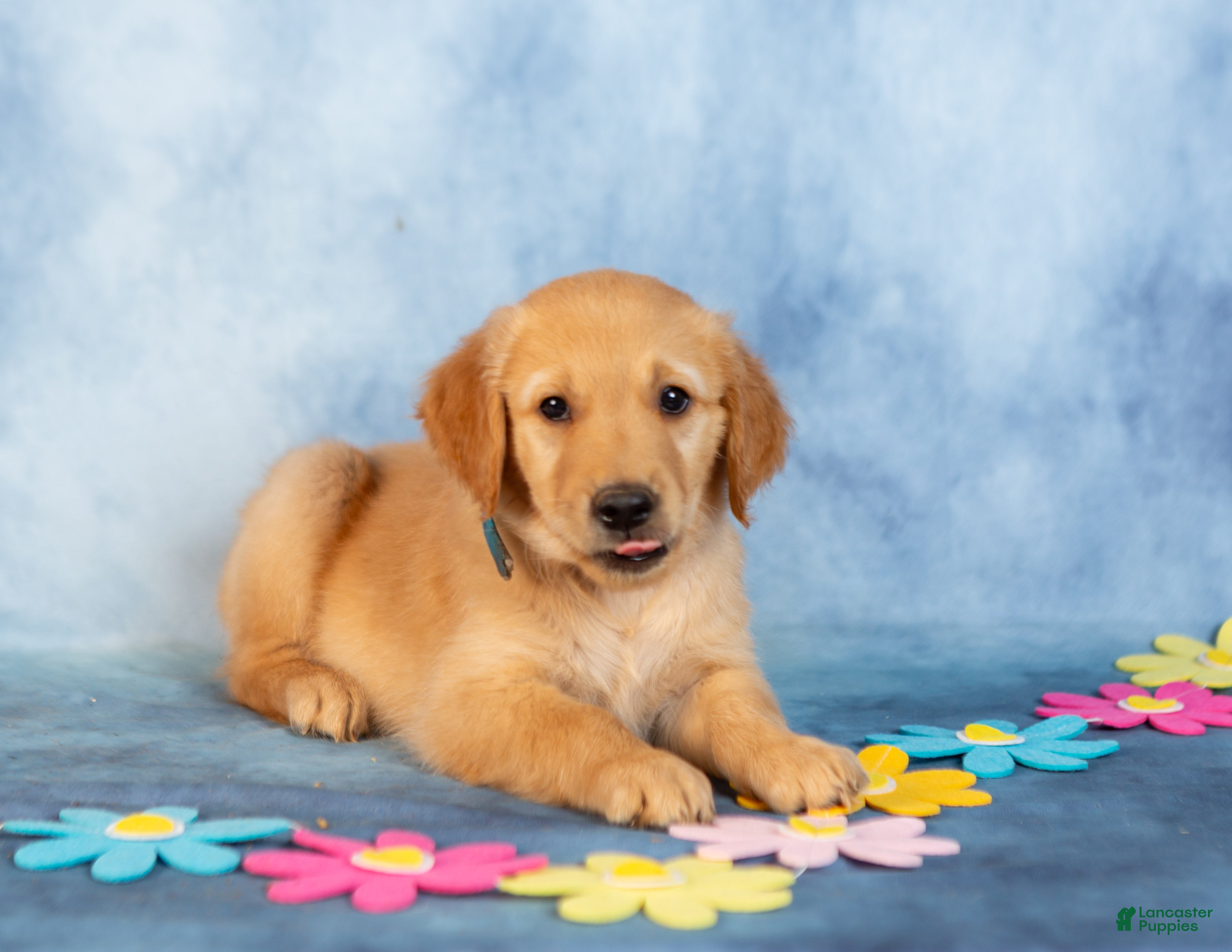 Golden Retriever dogs Matcha - Ad 2