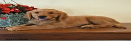Golden Retriever dogs for sale: Ginger - Ad 4
