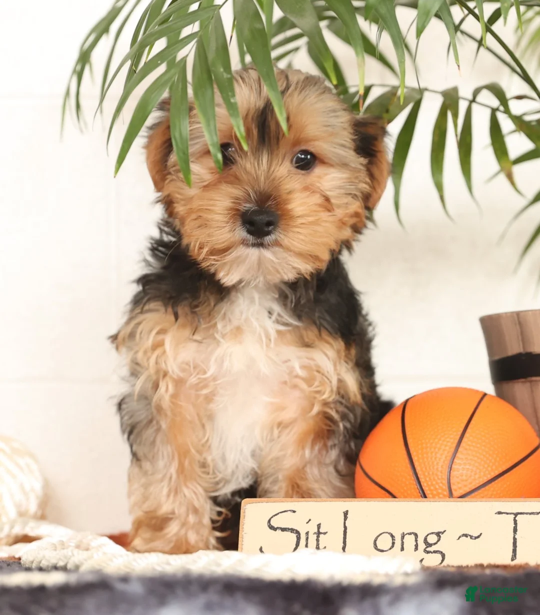 Yorkshire Terrier dogs for sale: Kato - Ad 7