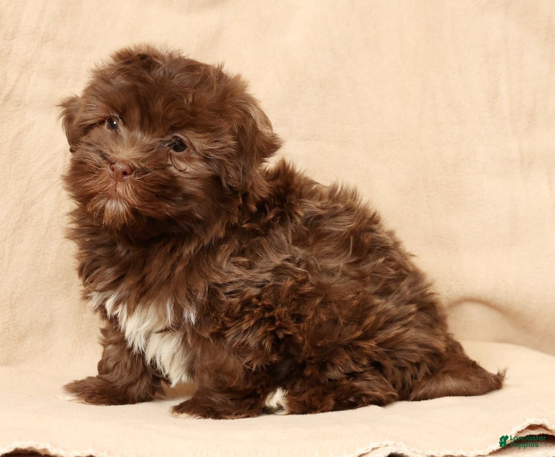 Havanese dogs for sale: Callie - Ad 8