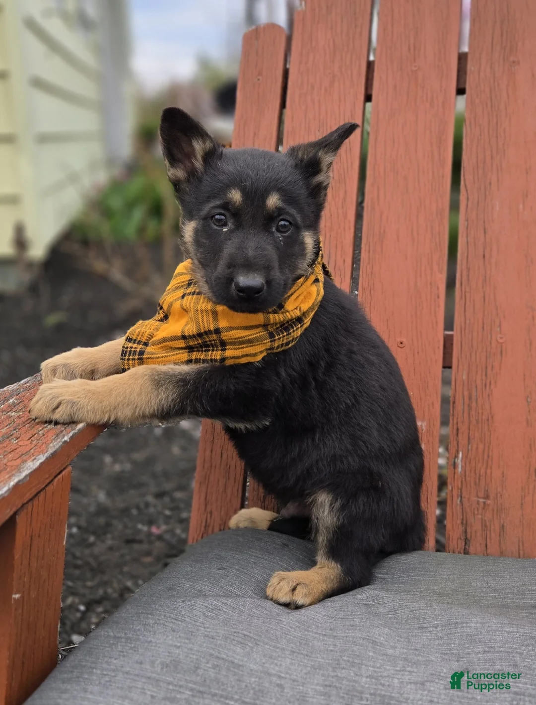 German Shepherd dogs for sale: Kade - Ad 2