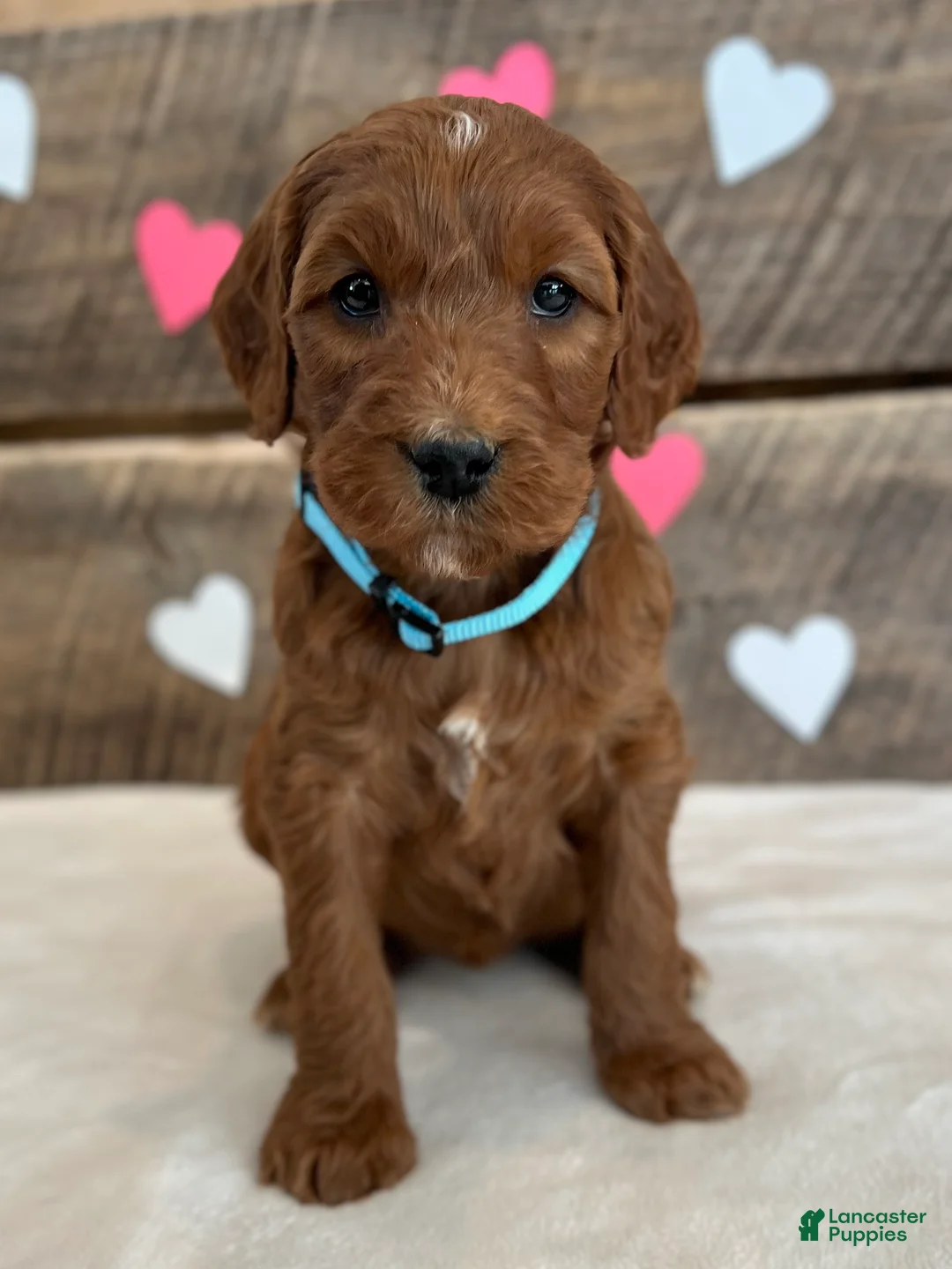 Irish Doodle dogs for sale: Ginger - Ad 10