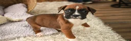 Boxer dogs for sale: Matcha - Ad 7
