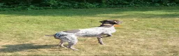 German Shorthaired Pointer dogs for sale: Hyde - Ad 3