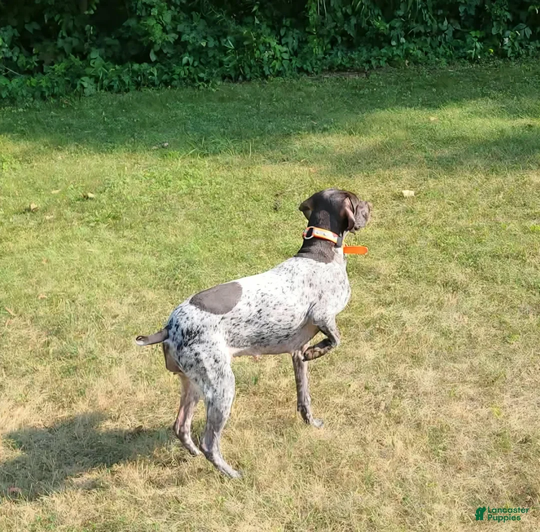 German Shorthaired Pointer dogs for sale: Hyde - Ad 3