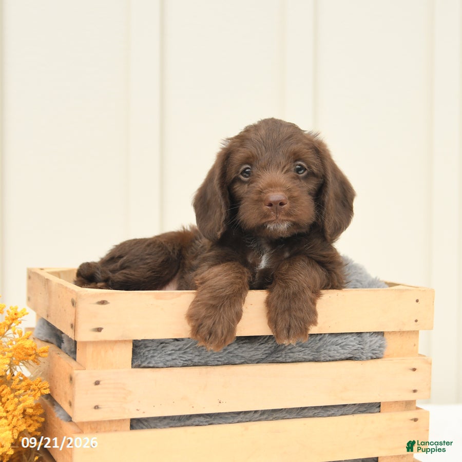 Mixed Breed dogs Fudge - Ad 2