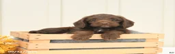 Mixed Breed dogs for sale: Fudge - Ad 2