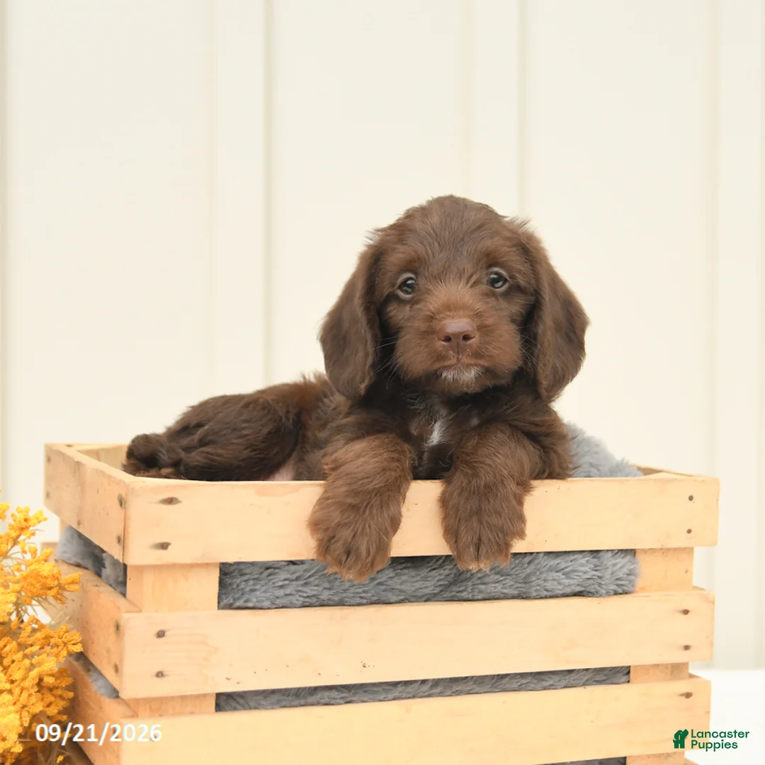 Mixed Breed dogs for sale: Fudge - Ad 2