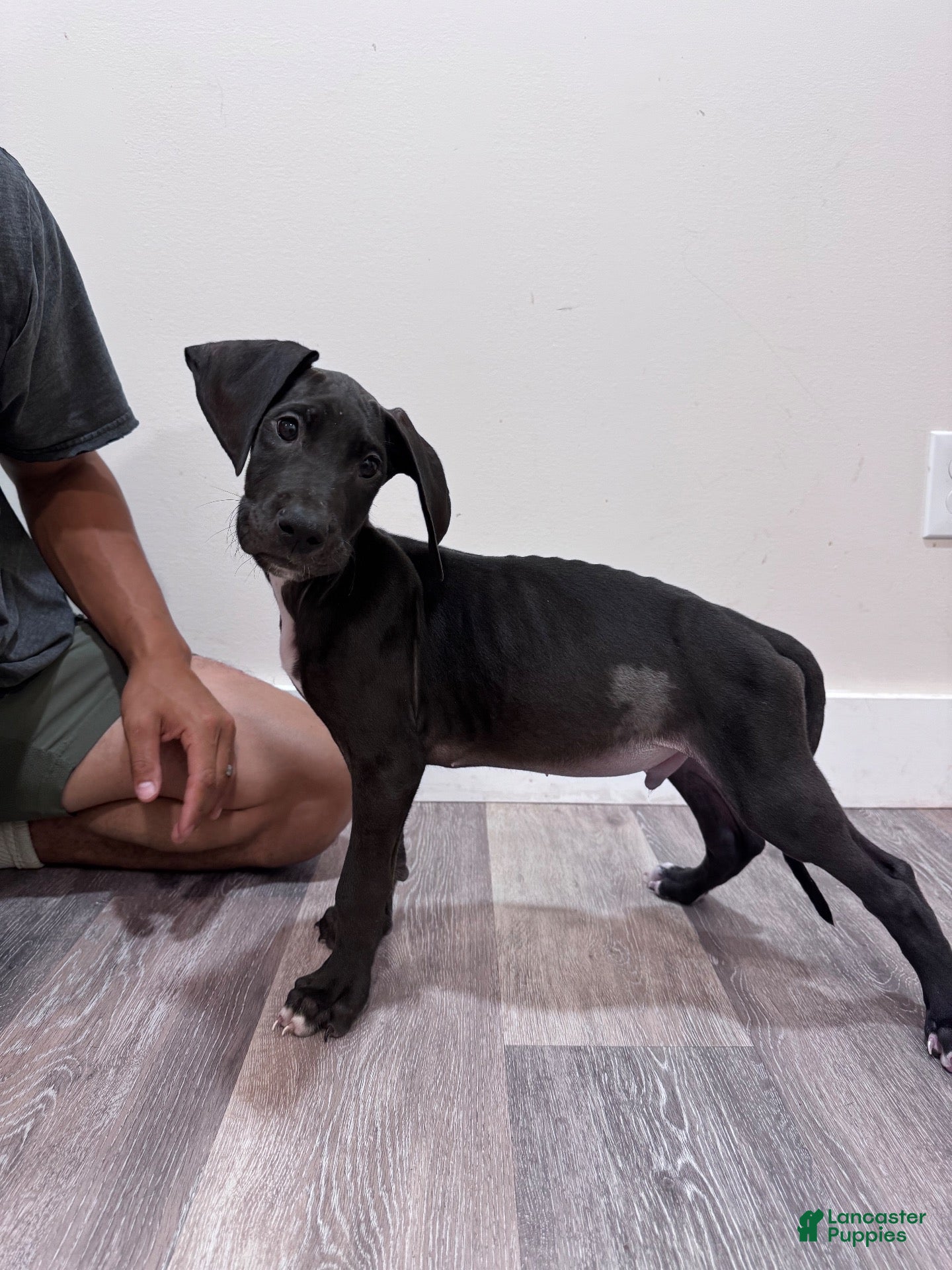 Great Dane dogs for sale: Great Dane 5 (Diesel)  - Ad 4