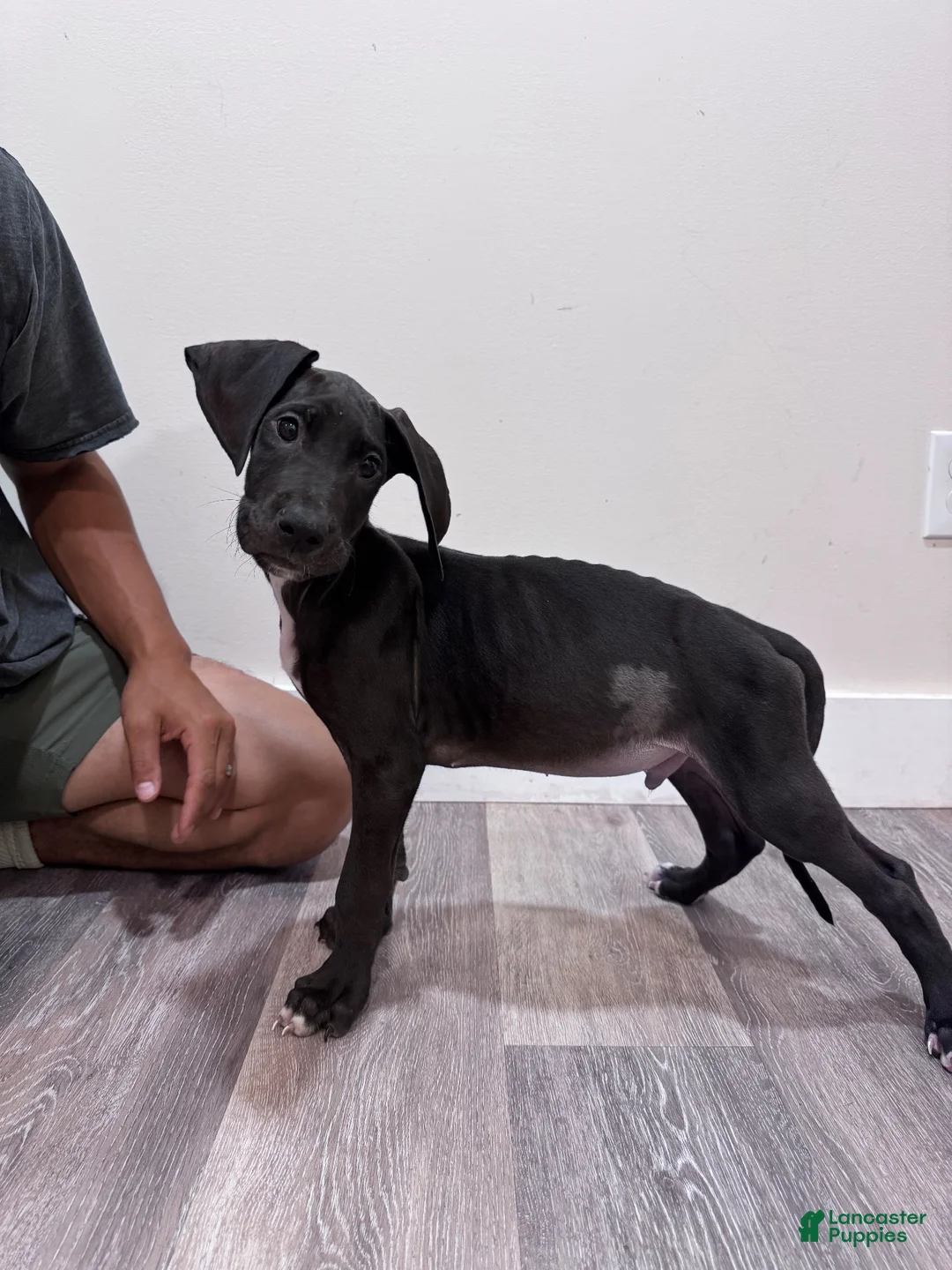 Great Dane dogs for sale: Great Dane 5 (Diesel)  - Ad 1