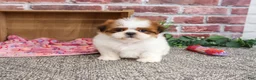 Shih Tzu dogs for sale: Dahlia - Ad 4