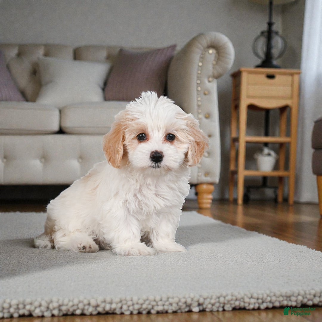 Maltipoo dogs for sale: Bessy - Ad 3