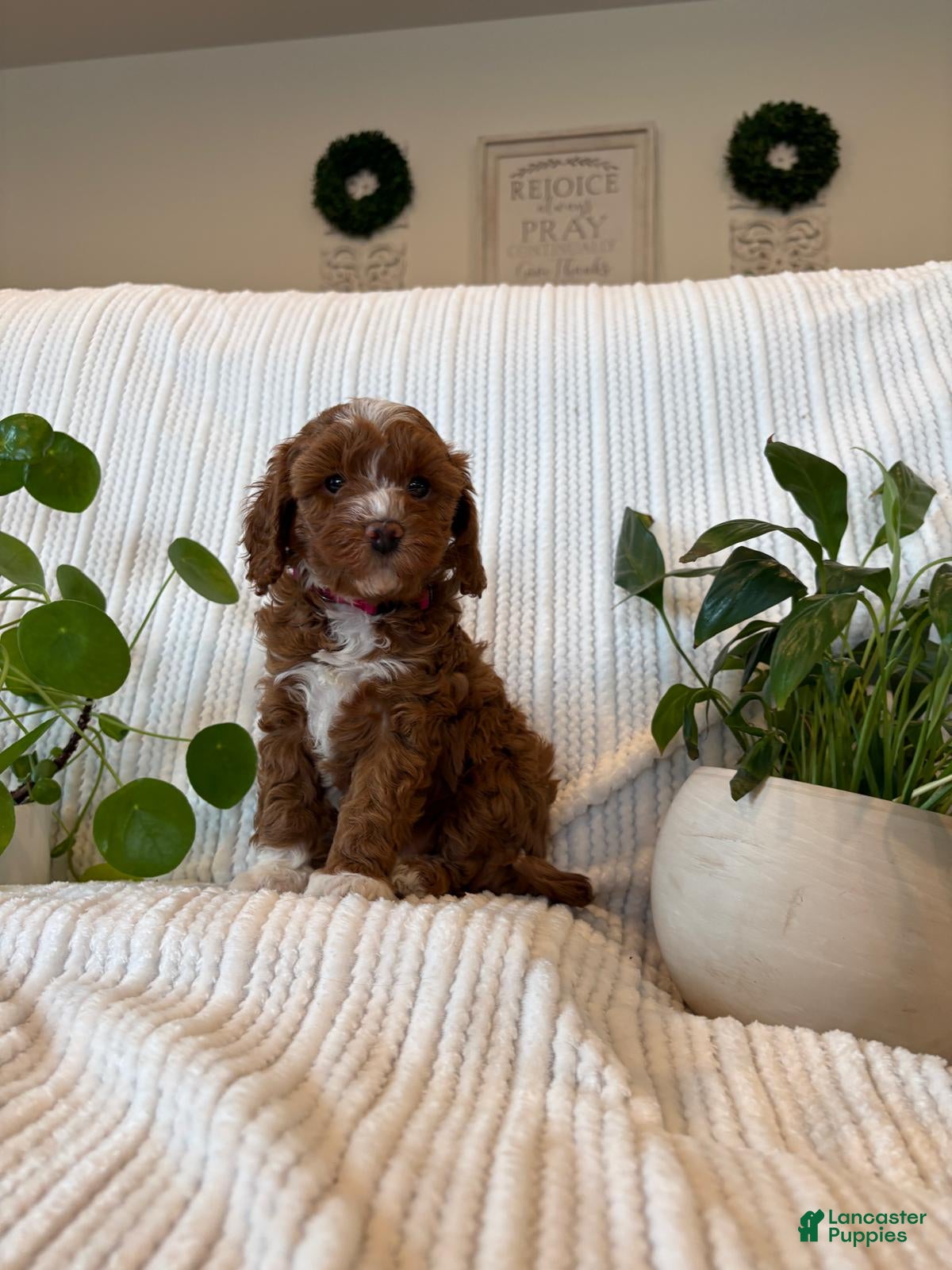 Cavapoo dogs for sale: Cavapoo Puppy 4 (Ivy) - Ad 4