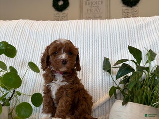 Cavapoo dogs Cavapoo Puppy 4 (Ivy) - Ad 33