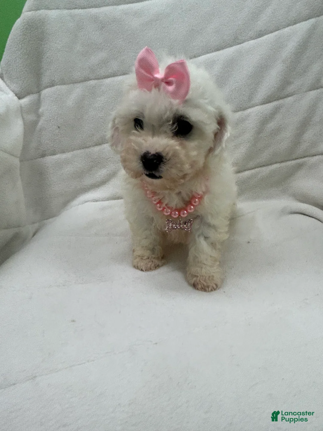 Bichon Frise dogs for sale: Bichon Frise Puppy 4 - Ad 1