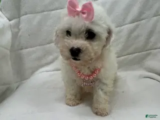 Bichon Frise dogs Bichon Frise Puppy 4 - Ad 1