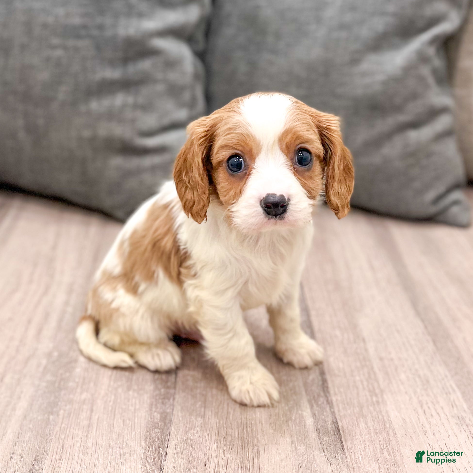 Cavalier King Charles Spaniel dogs for sale: Buster - Ad 1