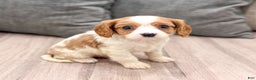 Cavalier King Charles Spaniel dogs for sale: Buster - Ad 1