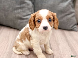 Cavalier King Charles Spaniel dogs for sale: Buster - Ad 1