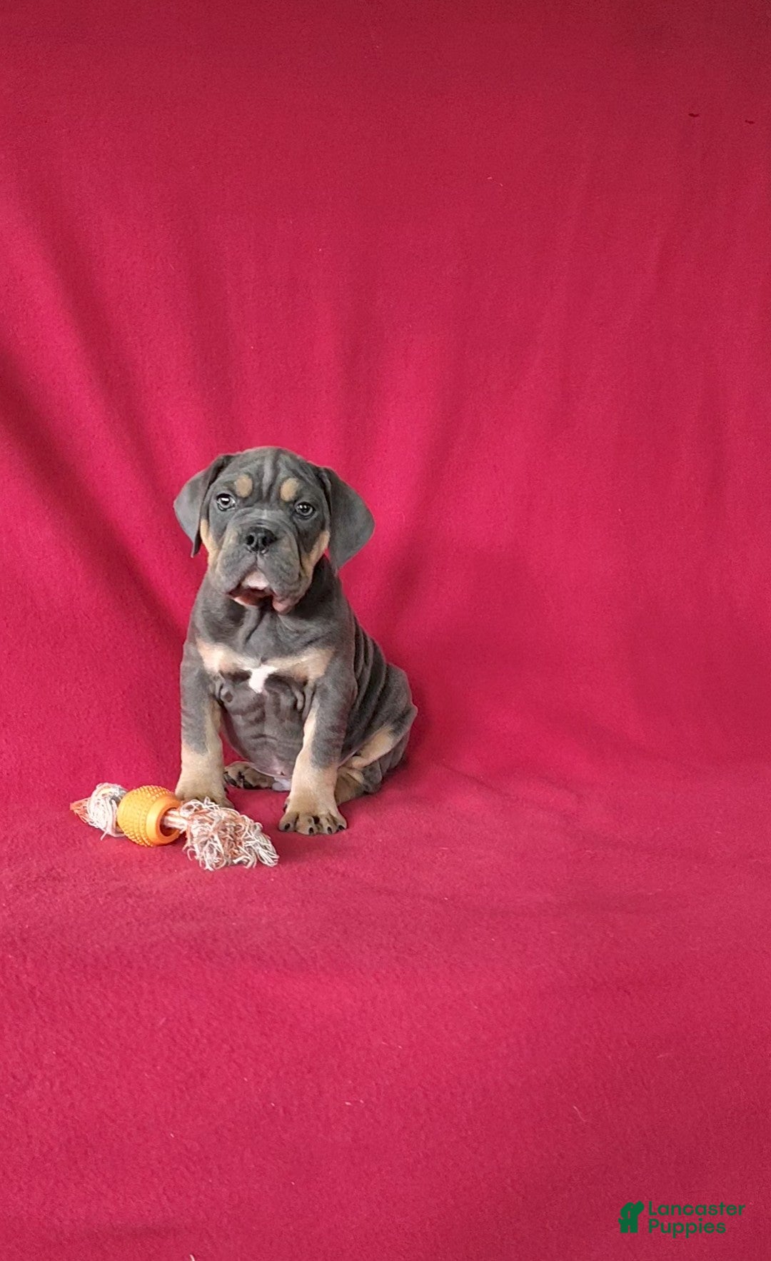 Beabull dogs for sale: Porter - Ad 4