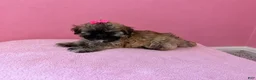 Shih Tzu dogs for sale: Star - Ad 5