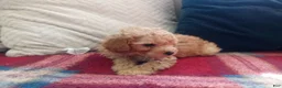 Toy Poodle dogs for sale: Muddy Paws - Ad 3