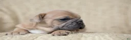 French Bulldog dogs for sale: Penny AKC - Ad 9