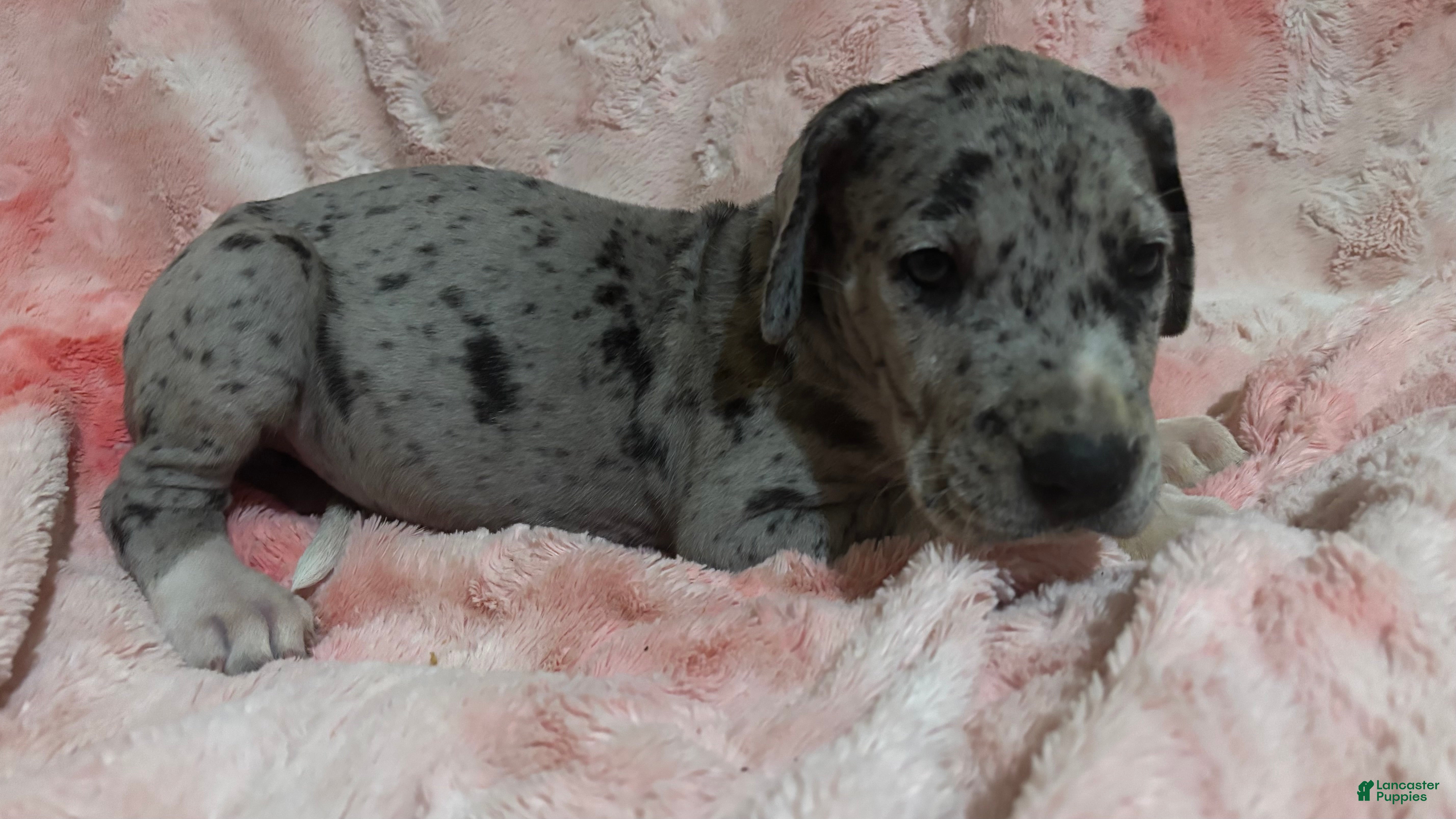 Great Dane dogs Laura - Ad 2