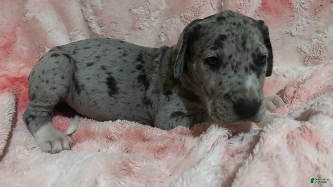 Great Dane dogs for sale: Laura - Ad 2