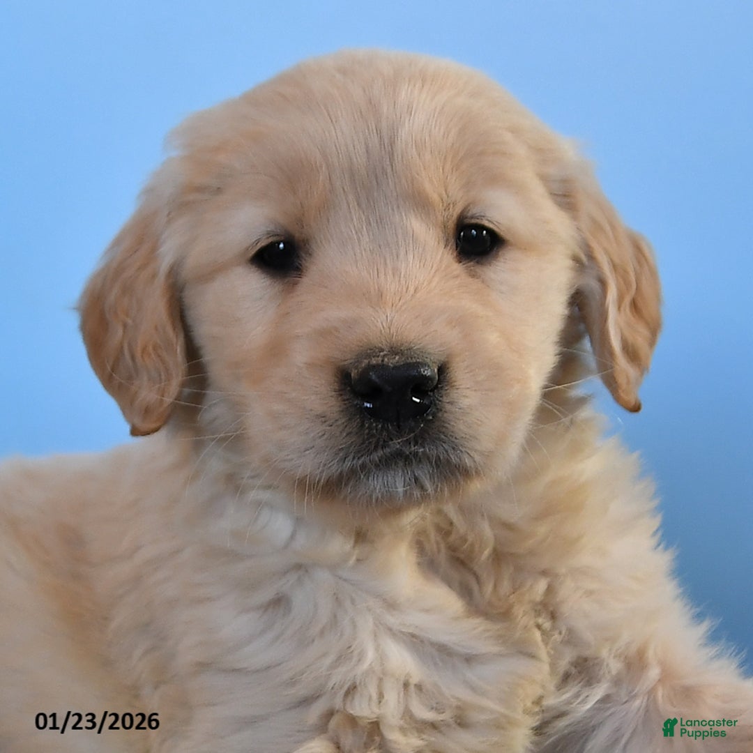 Golden Retriever dogs for sale:  Oben - Ad 3