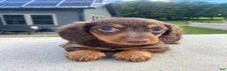 Miniature Dachshund dogs for sale: Pearl - Ad 7