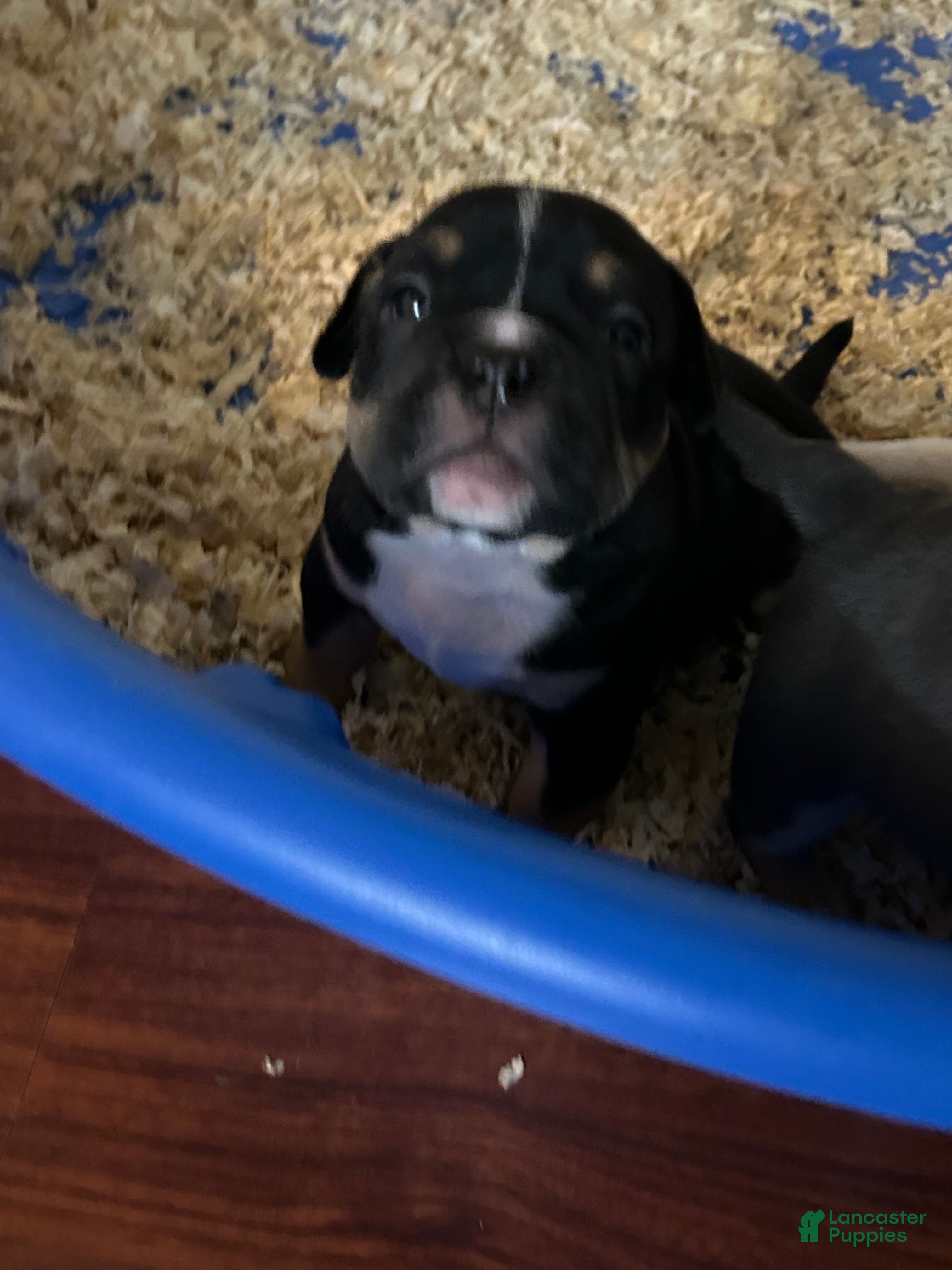 American Bully dogs American Bully Puppy 6 - Ad 32