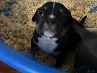 American Bully dogs American Bully Puppy 6 - Ad 29