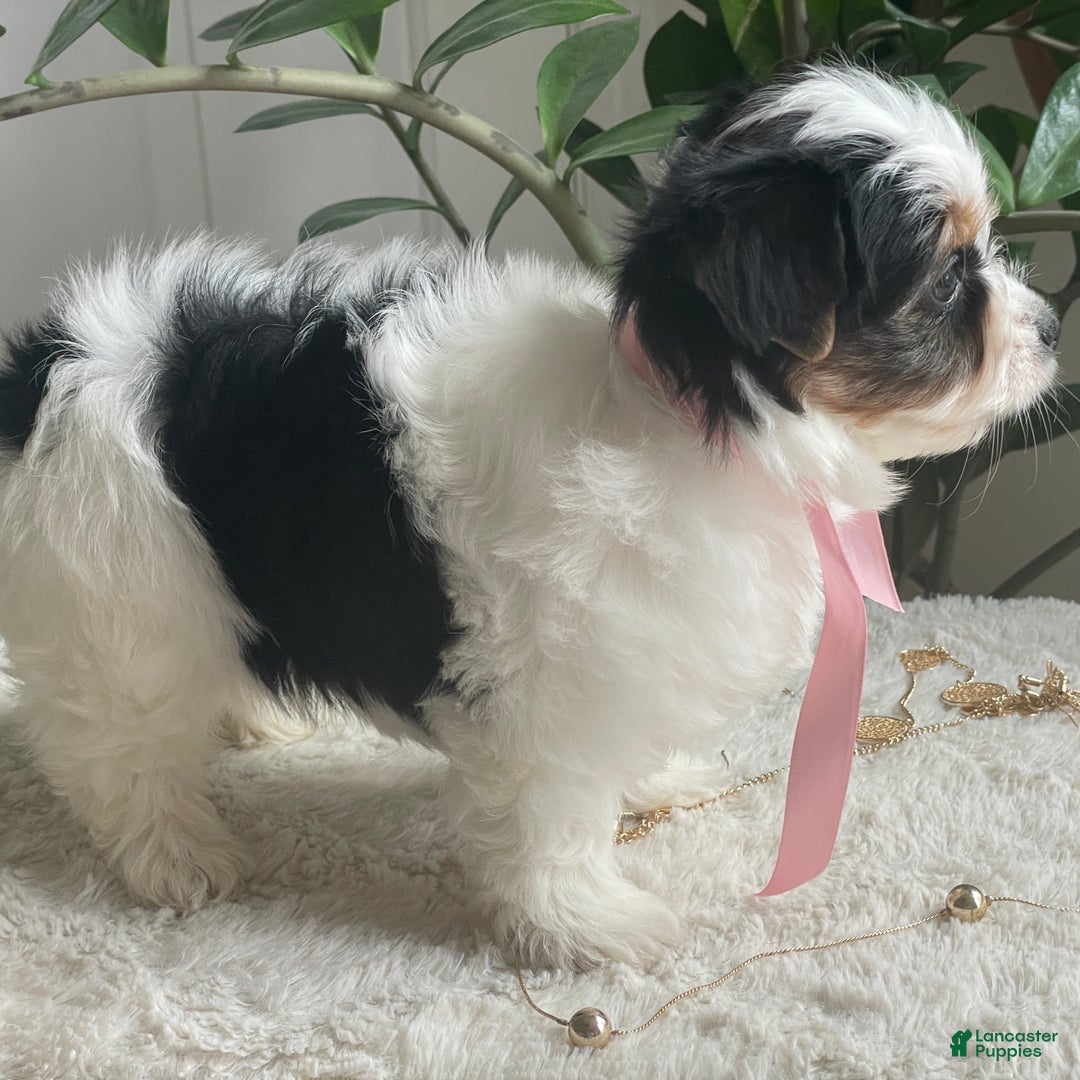 Biewer Terrier dogs for sale: Tessie - Ad 3