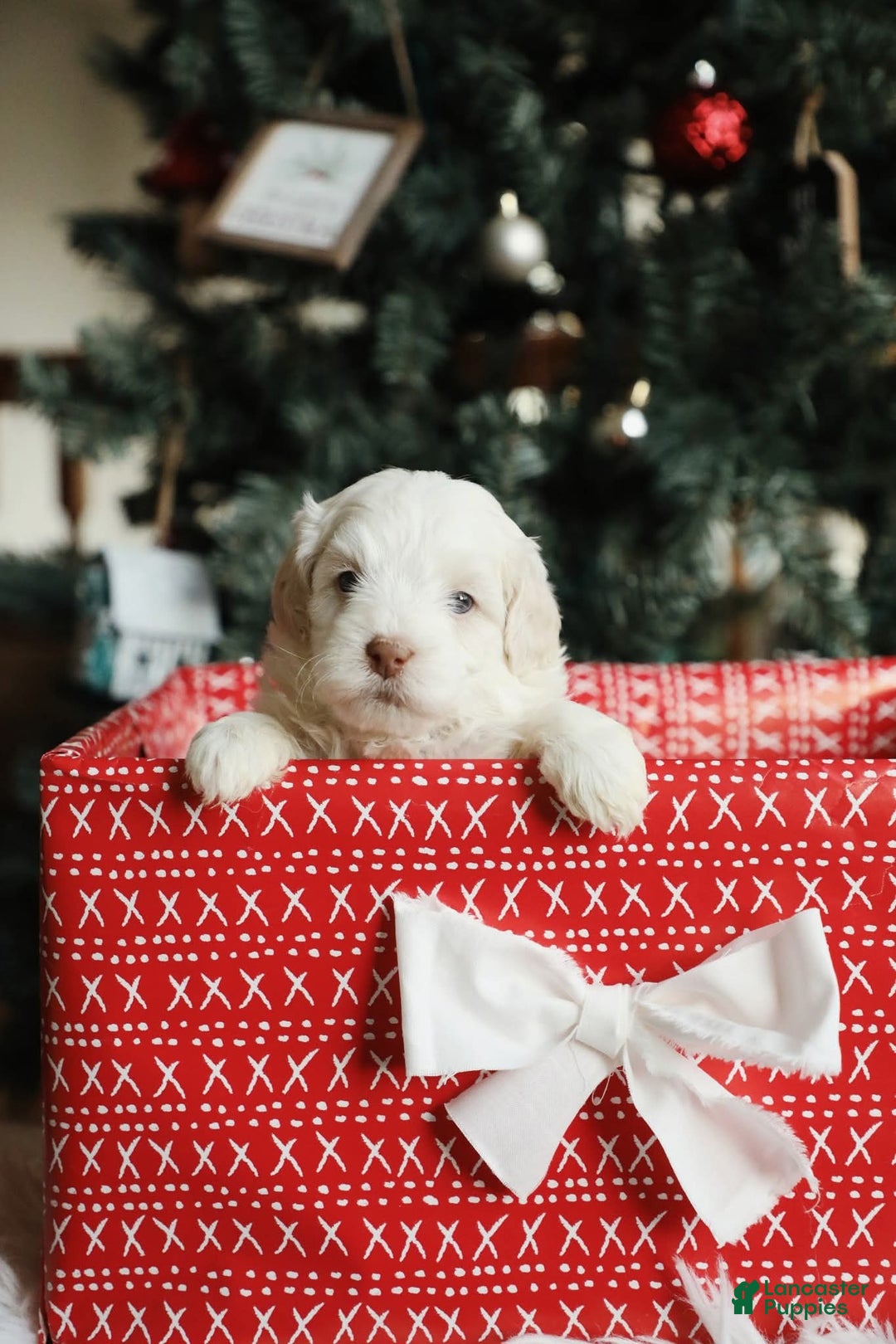 Mini Aussiedoodle dogs for sale: Theo - Ad 4