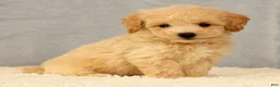 Bichpoo dogs for sale: Jake - Ad 7