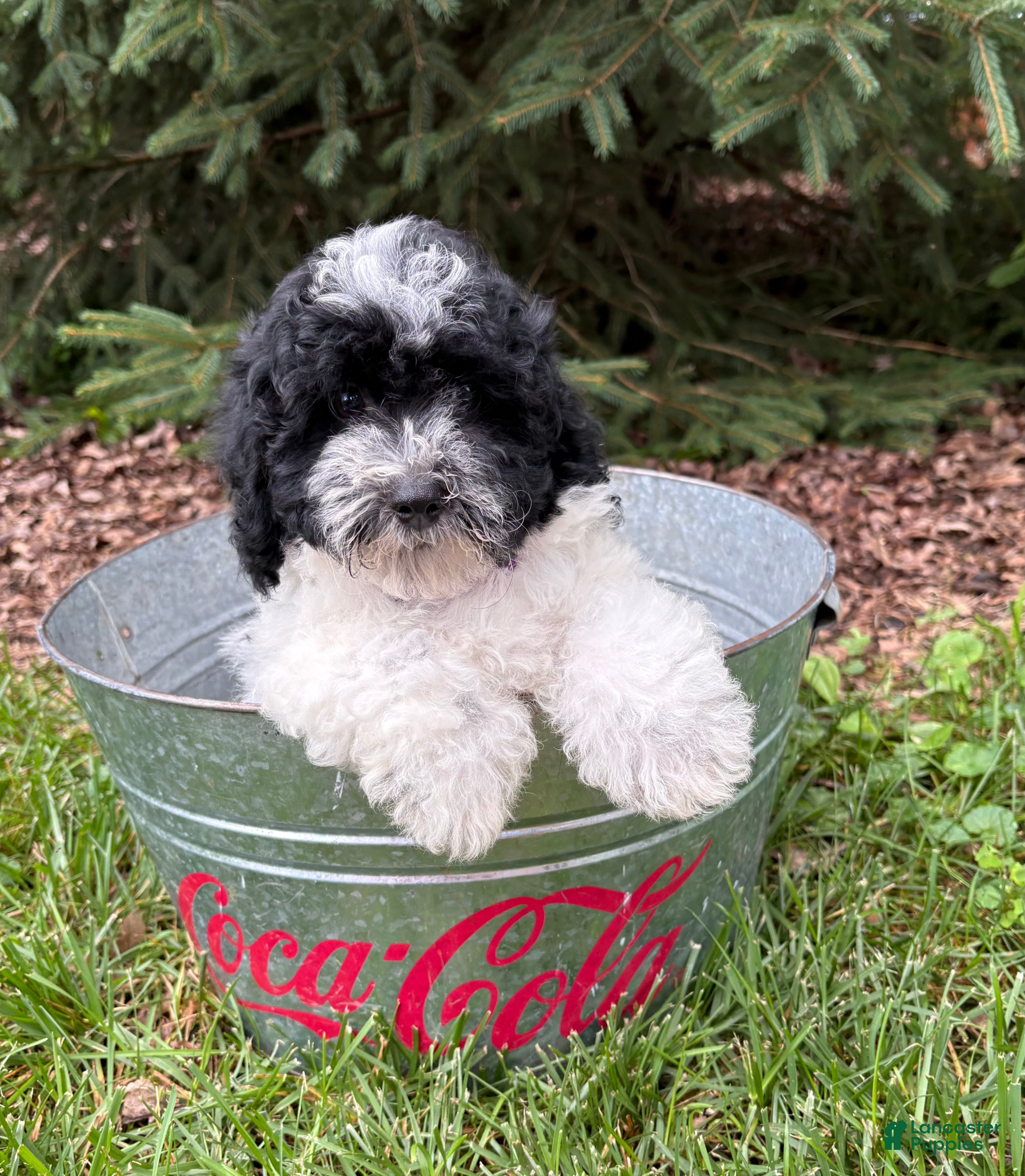 Havapoo dogs Ava  - Ad 2