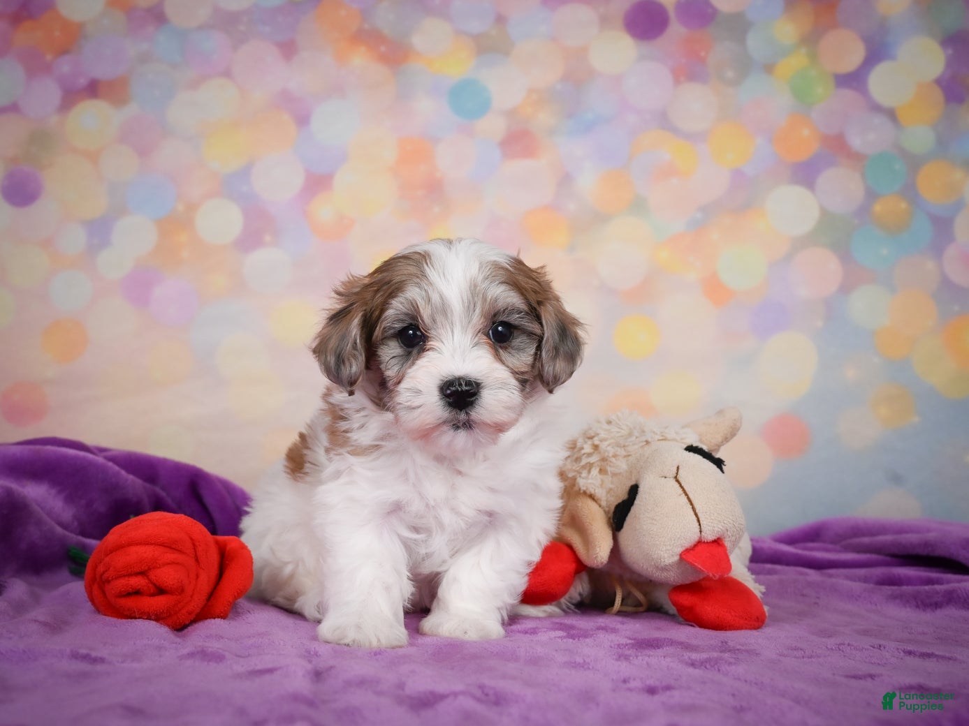Maltipoo dogs for sale: Tessa - Ad 1